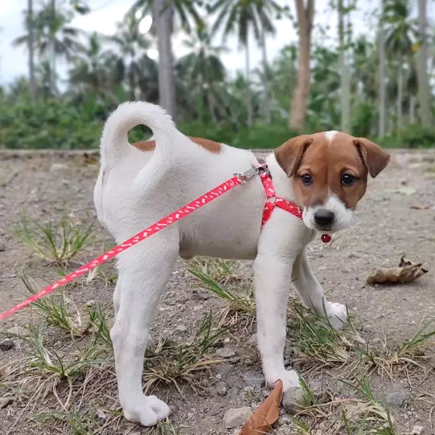 Cute Pet Leash & Harness Set for Small Dogs & Cats